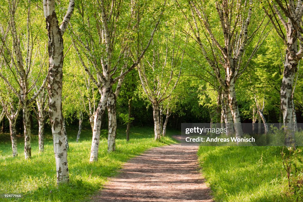 Birch Forest in Spring
