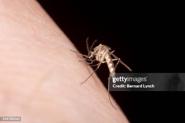 biting mosquito #2 - mosquito bite stock pictures, royalty-free photos & images