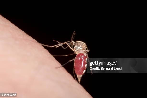 biting mosquito #4 - bug bite stock pictures, royalty-free photos & images