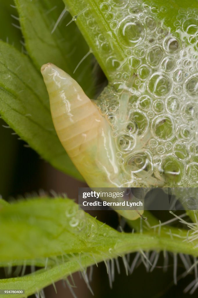 Spittlebug larva