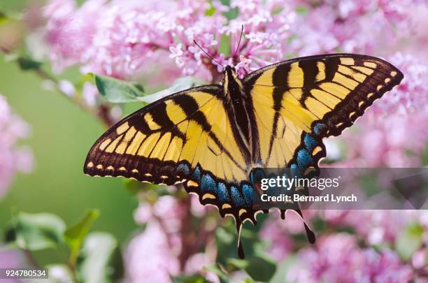 tiger swallowtail butterfly - eastern tiger swallowtail stock pictures, royalty-free photos & images