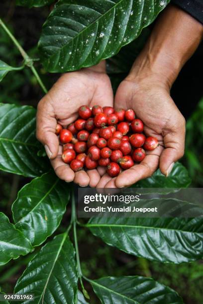 indonesia, man holding freshly arabica coffe beans with coffee leaf on the background - kintamani stock pictures, royalty-free photos & images