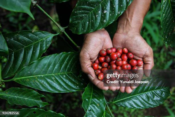 indonesia, man holding freshly arabica coffe beans with coffee leaf on the background - indonesian farmer fotografías e imágenes de stock