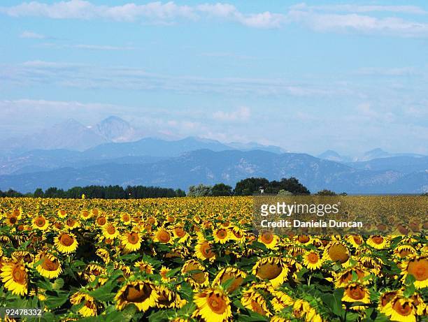 sunflowers - greeley colorado bildbanksfoton och bilder