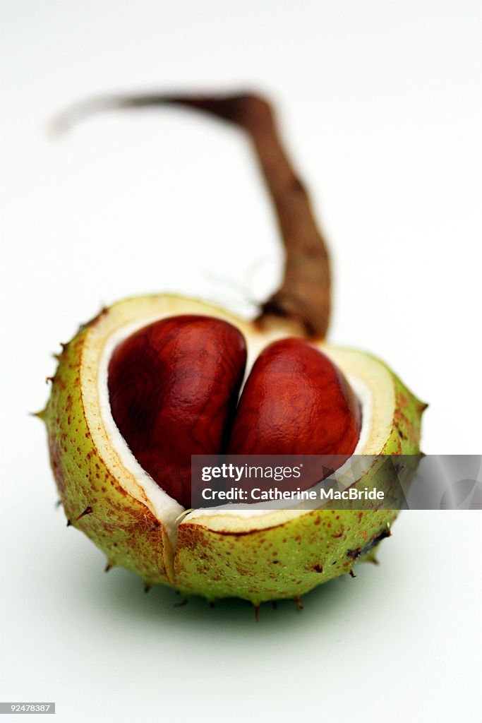 Horse chestnut in capsule, close-up