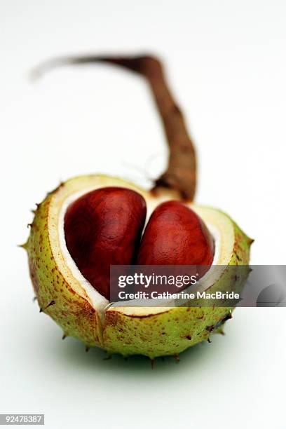 horse chestnut in capsule, close-up - horse chestnut seed stock pictures, royalty-free photos & images