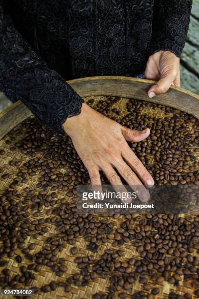 indonesia, local woman holding freshly arabica coffe beans roasted - kintamani stock pictures, royalty-free photos & images