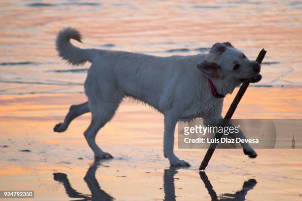 dog with a stick in his mouth playing - head in sand stock-fotos und bilder