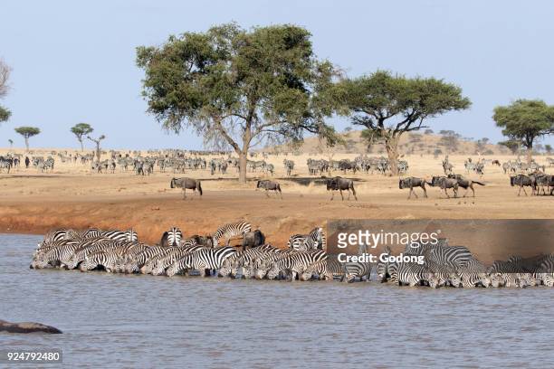 Serengeti National Park. Herd of zebras drinking water. Tanzania.