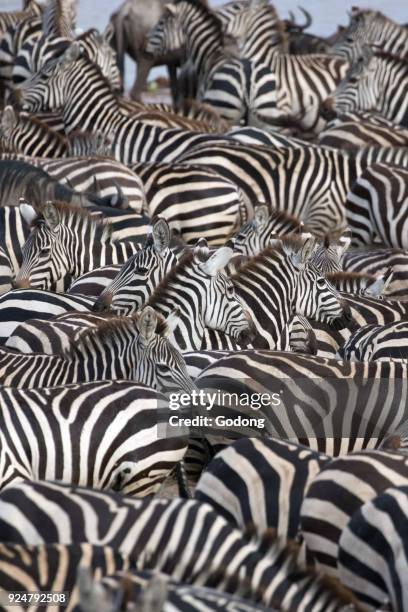 Serengeti National Park. Zebra surrounded with black and white stripes. Tanzania.