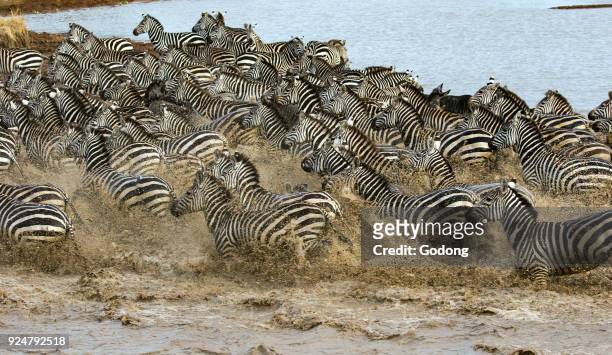 Serengeti National Park. Herd of zebras in water. Tanzania.