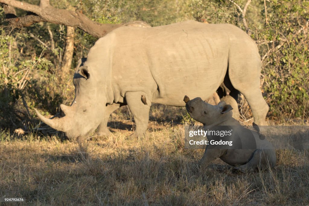 Kruger National Park. Rhinoceros and calf in savanna. South Africa.