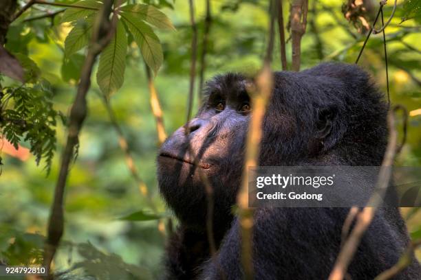 Uganda, Bwindi Impenetrable National Park, Bwindi Impenetrable Forest, mountain gorilla. , .