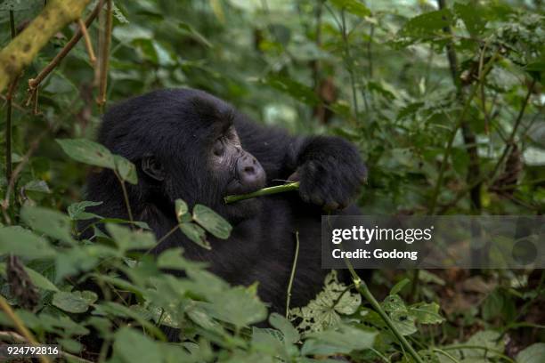 Uganda, Bwindi Impenetrable National Park, Bwindi Impenetrable Forest, mountain gorilla. , .