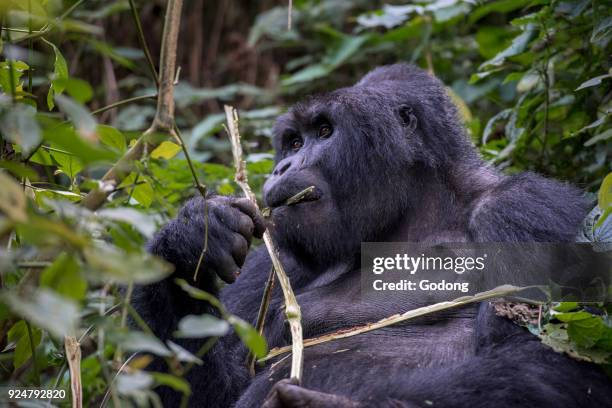 Uganda, Bwindi Impenetrable National Park, Bwindi Impenetrable Forest, mountain gorilla. , .