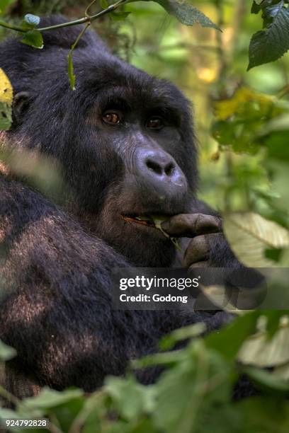 Uganda, Bwindi Impenetrable National Park, Bwindi Impenetrable Forest, mountain gorilla. , .