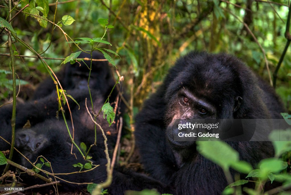 Uganda, Bwindi Impenetrable National Park, Bwindi Impenetrable Forest, mountain gorilla. (Gorila beringei beringei),