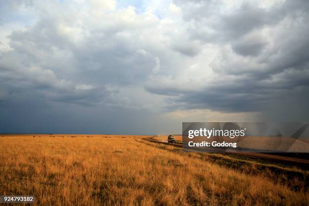 An off-road vehicle driving in the African savanna. Masai Mara game reserve. Kenya.