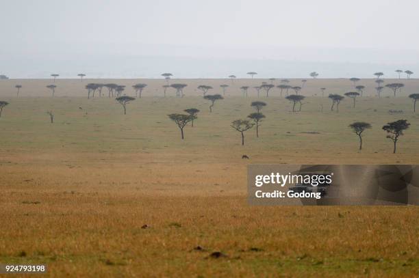 An off-road vehicle driving in the African savanna. Masai Mara game reserve. Kenya.