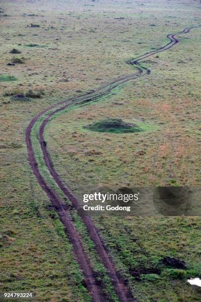 Dirt road and acacia trees, aerial view. Masai Mara game reserve. Kenya.