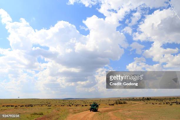 An off-road vehicle driving in the African savanna. Masai Mara game reserve. Kenya.