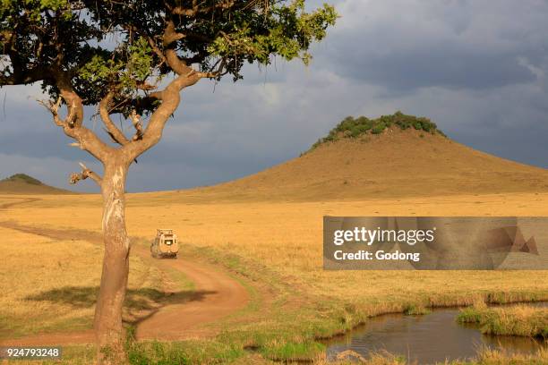 An off-road vehicle driving in the African savanna. Masai Mara game reserve. Kenya.