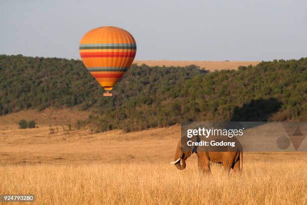 African Elephant and hot air balloon. Masai Mara game reserve. Kenya.