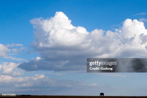 African Elephant . Silhouette against blue sky with clouds. Masai Mara game reserve. Kenya.