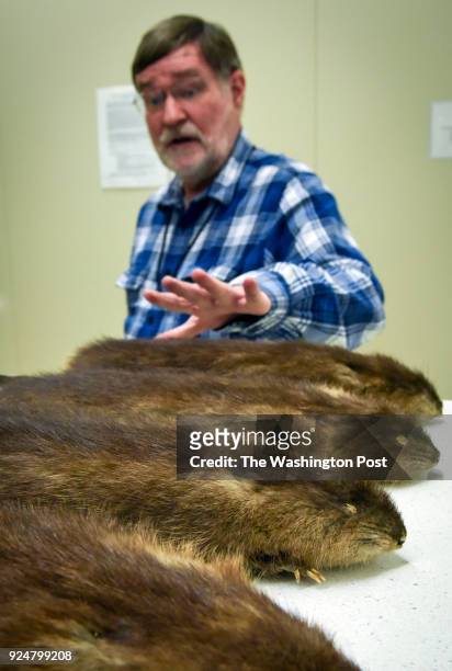 Craig Ludwig, Scientific Data Manager, with samples of muskrats collected by Clarence Birdseye in 1908, part of the U.S. Geological Survey...