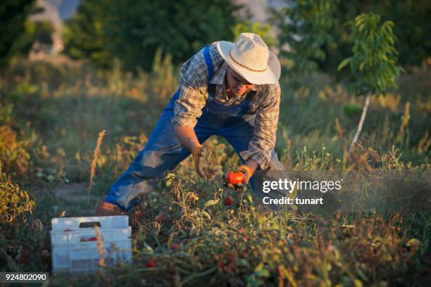 farmer in tomato field - ground turkey package stock pictures, royalty-free photos & images