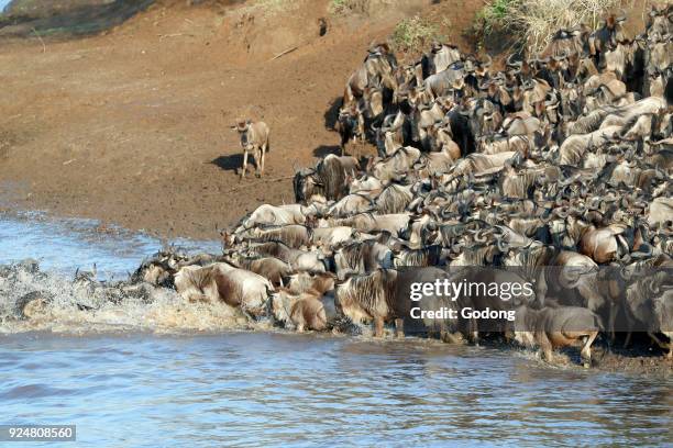 Herd of migrating wildebeest crossing Mara river. Masai Mara game reserve. Kenya.