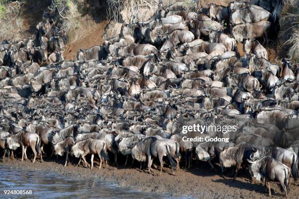 Herd of migrating wildebeest crossing Mara river. Masai Mara game reserve. Kenya.