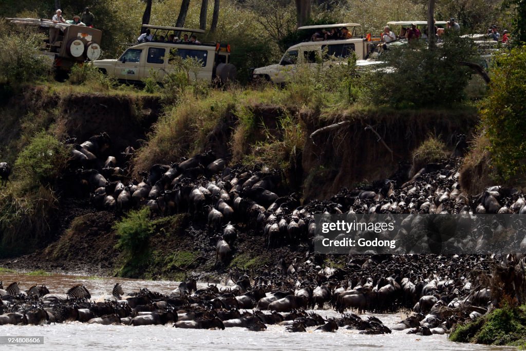 Herd of migrating wildebeest (Connochaetes taurinus) crossing Mara river. Tourists watching the migration. Masai Mara game reserve. Kenya.