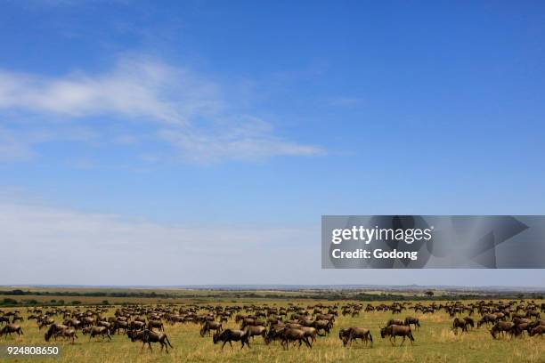 Blue Wildebeest herd migrating through savanna. Masai Mara game reserve. Kenya.