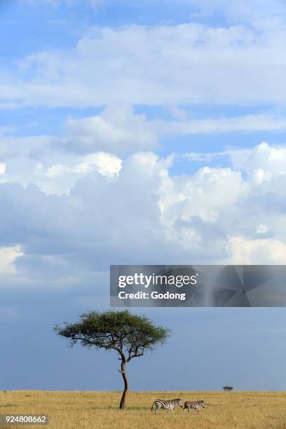 Two Zebras in savanna. Masai Mara game reserve. Kenya.