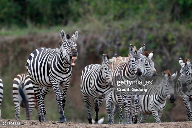 Group of Zebras . Masai Mara game reserve. Kenya.