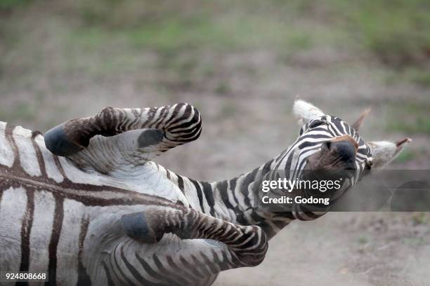 Zebra dusting its back. Masai Mara game reserve. Kenya.