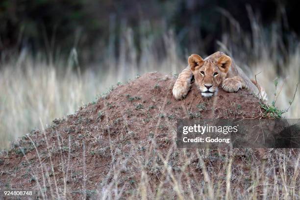 Lion cub in grassland, Masai Mara game reserve. Kenya.