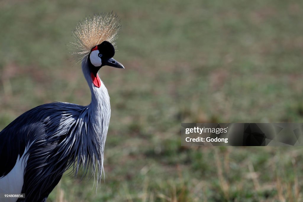 Grey Crowned Crane (Balearica regulorum).  Masai Mara game reserve. Kenya.