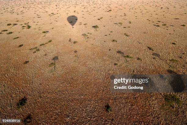 An early morning hot air balloon flight over the African savanna. Balloon shadow. Masai Mara game reserve. Kenya.