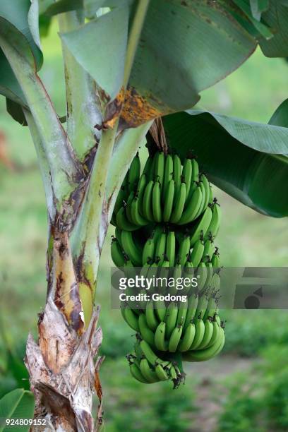 Bananas ripening on tree on a plantation. Kon Tum. Vietnam.