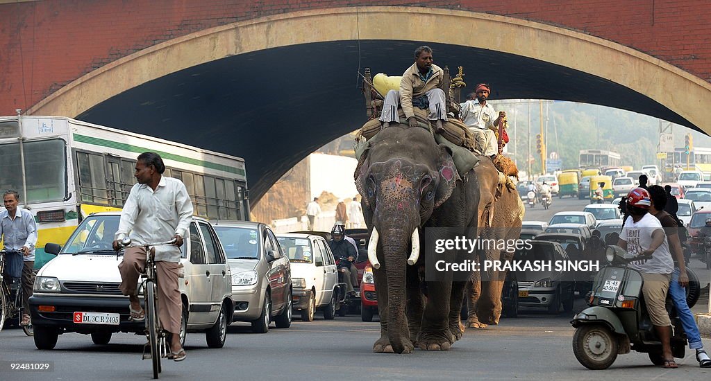 Elephants walk past traffic in New Delhi