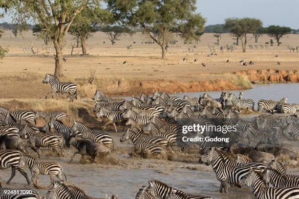 Serengeti National Park. Herd of zebras in water. Tanzania.