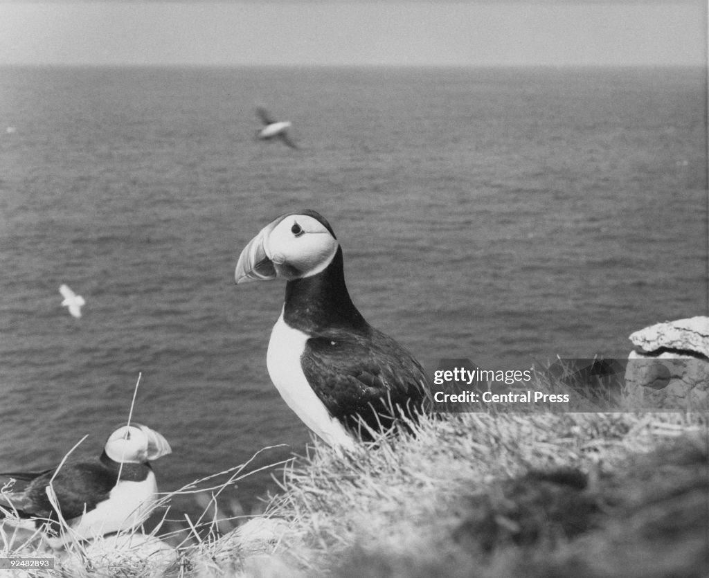 Puffin Island
