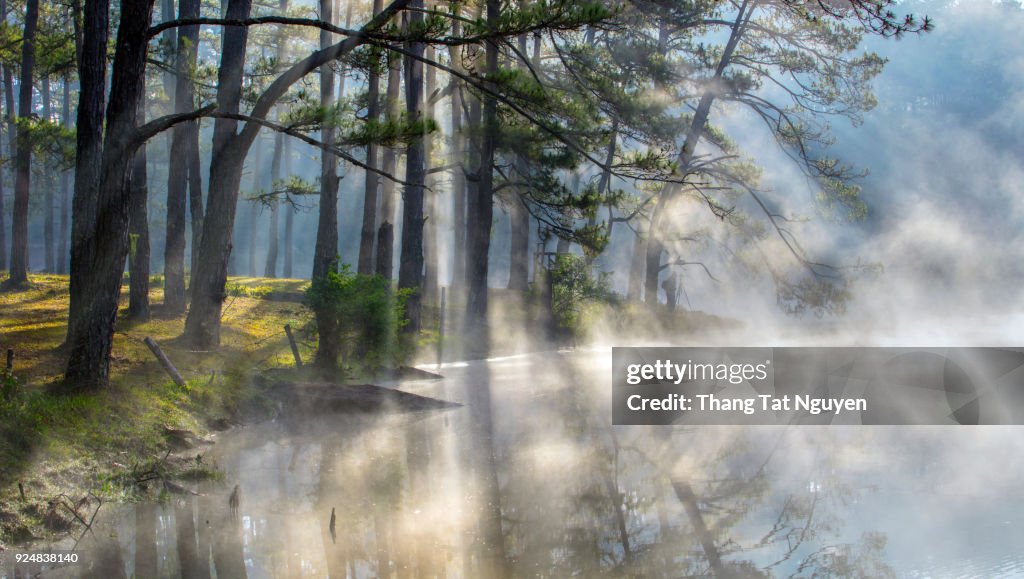 Pine forest by lake in mist