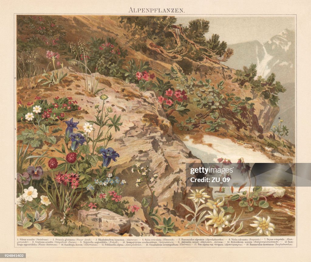 Plants of the European Alps, lithograph, published in 1897