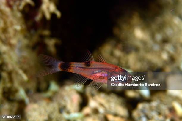 flamefish. - cardinalfish stock pictures, royalty-free photos & images