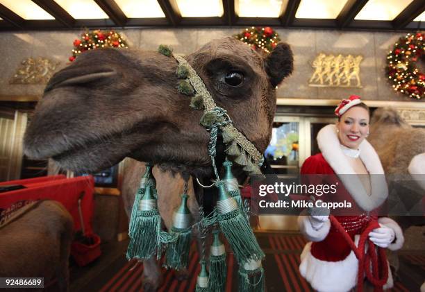 Sara the camel and Radio City Rockette Erin Monteleone promote The Radio City Christmas Spectacular at Radio City Music Hall on October 29, 2009 in...