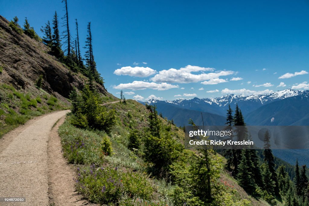High Ridge Hurricane Ridge Hurricane Ridge Trail High-Res Stock Photo - Getty Images