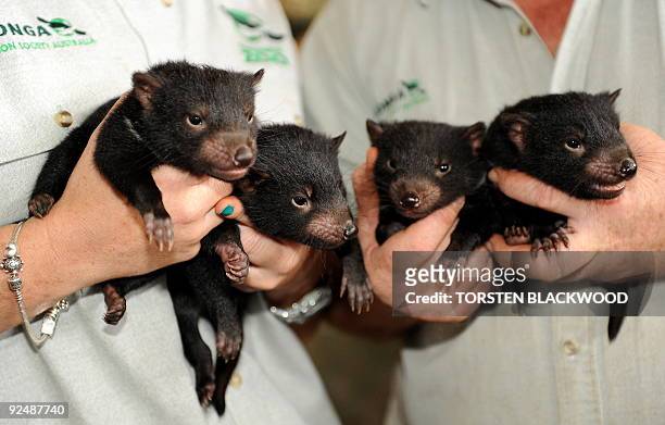 683 Of Tasmanian Devil Photos and Premium High Res Pictures - Getty Images